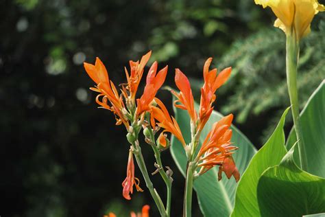 美人蕉花|美人蕉（美人蕉科美人蕉属植物）